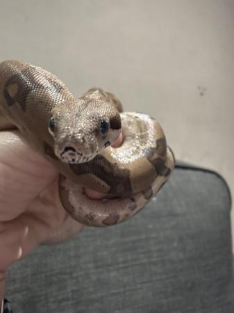 Image 5 of Beautiful young common boa
