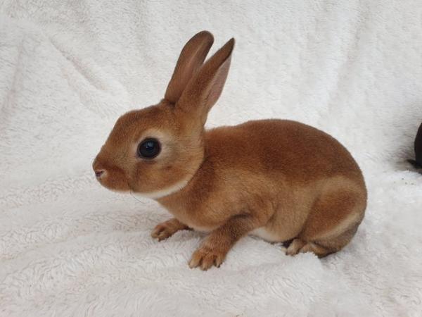 Image 1 of Pure breed mini rex rabbits