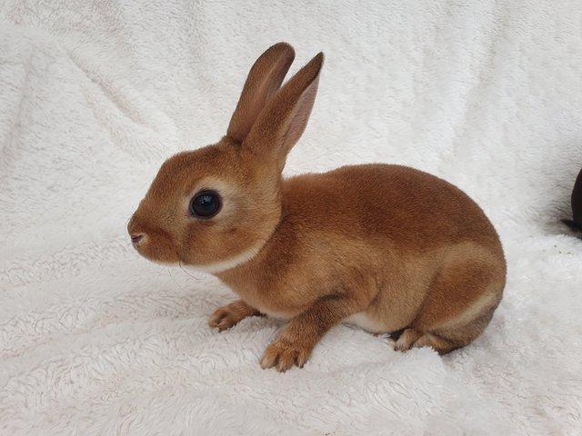 Preview of the first image of Pure breed mini rex rabbits.
