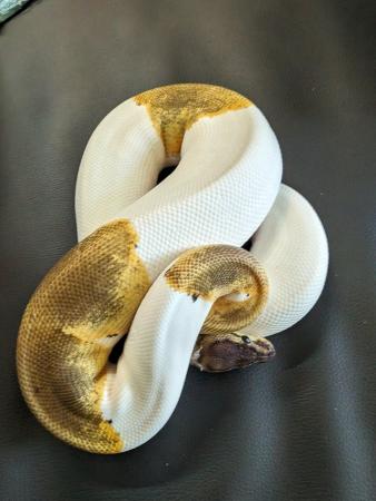 Image 4 of Royal python pinstripe pied