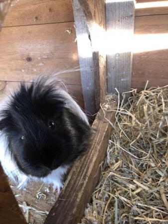 Image 3 of Long Haired Guinea pig with indoor cage