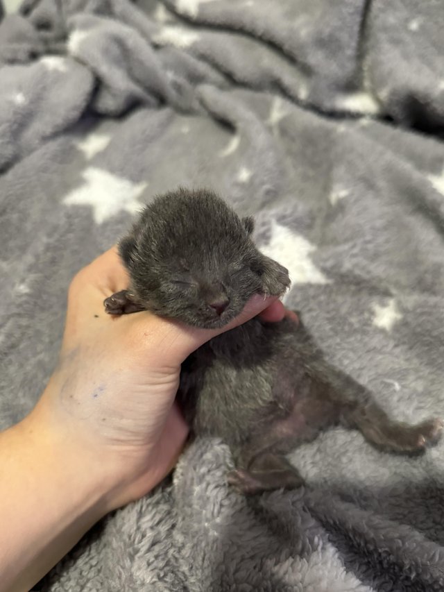 Preview of the first image of British shorthair X mixed litter.