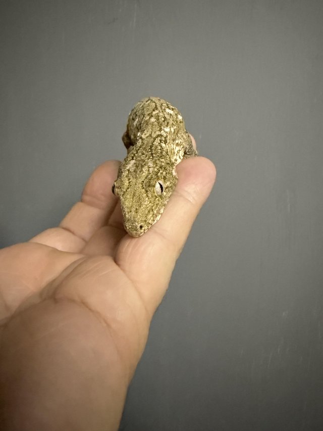 Beautiful pure Brosse locale Leachianus Giant Gecko For Sale — photo 2 of 4