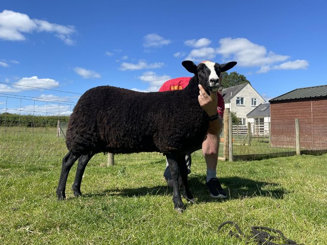 Preview of the first image of Zwartbles 2024 ewe lambs.