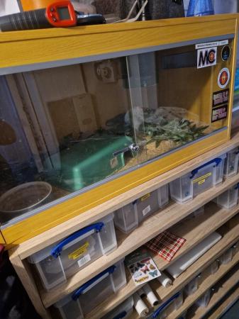 Image 7 of 10 adult pythons setup and hatchling rack incubator