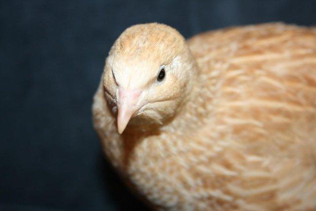 Preview of the first image of Japanese and Italian (coturnix) quail for sale from.