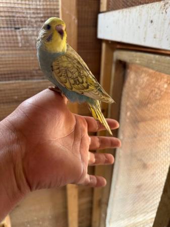 Image 3 of Baby budgies for sale £30 each collection mk404nn