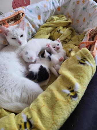 Image 8 of 2 male kittens (pure white sold)