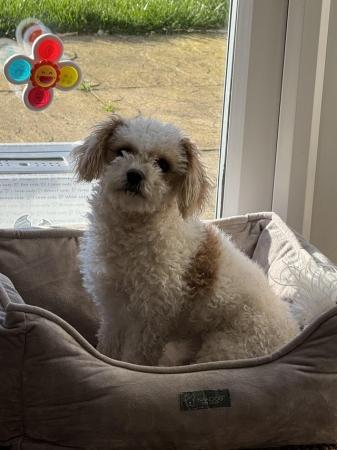 Image 2 of 4 Year old Cavachon looking for his new home!