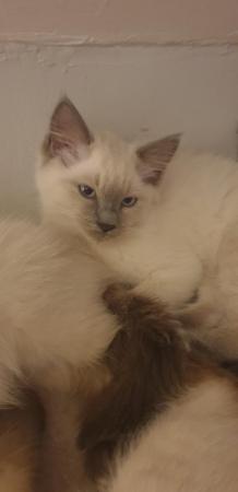 Image 5 of Ragdoll kittens full vaccinated