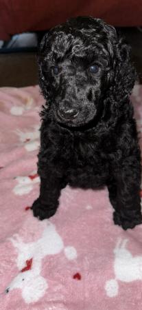 Image 11 of gorgeous standard poodle pups for sale