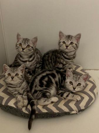 Image 2 of Pedigree British shorthair kittens