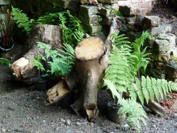 Image 2 of Shade garden tree stumps and logs.