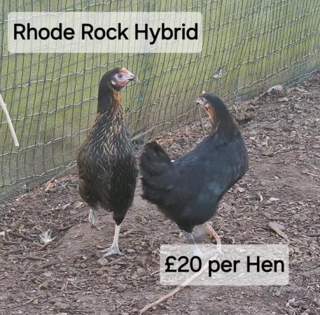 Image 10 of POL Hybrid Hens & Pure Breed Bantams for sale