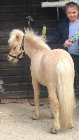 Image 2 of Various AMHA registered and unregistered mini horses