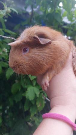 Image 4 of Guinea pigs Cavys various ages,  boys and girls available