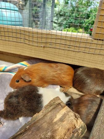 Image 3 of 5 week old baby guinea pigs