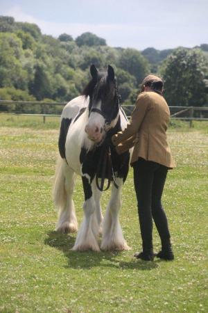 Image 3 of Sharer wanted for 14 hh chunky cob