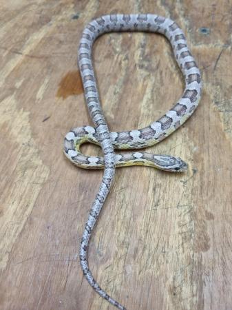 Image 4 of Anerythristic Corn Snake