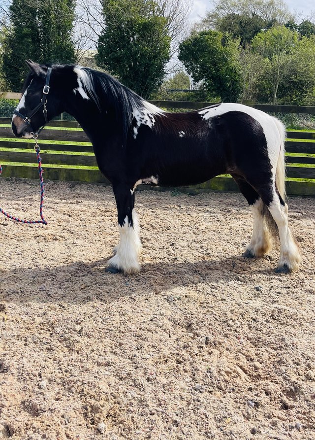 Preview of the first image of Cob Skewbald mare 4 years old 13.1hh.