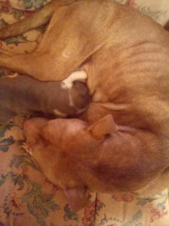 Image 4 of Staffiture terrier puppys