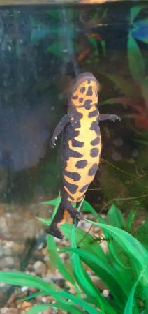 Image 5 of Young adult Chinese fire belly newts