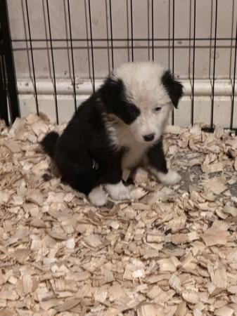 Image 9 of Gold and White Border Collie Puppies