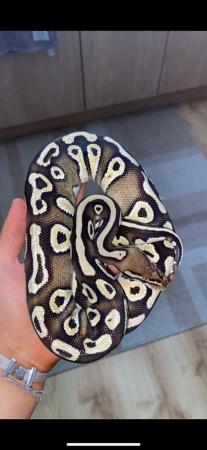 Image 4 of Royal/ball python female for sale!