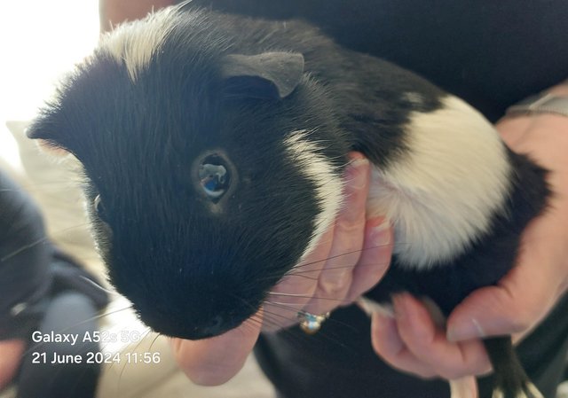Image 2 of Pair of Guinea Pigs for sale, priced for pair