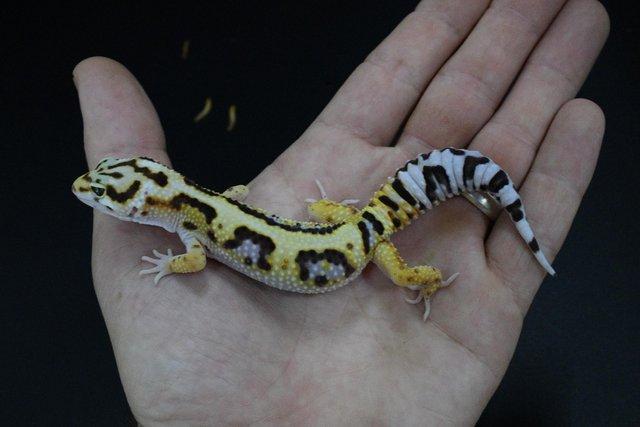 Image 3 of Leopard gecko (Bold bandit) (poss hets below) hatch 4/8/23