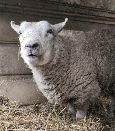 Image 1 of WANTED - STORE LAMBS. Most breeds considered.