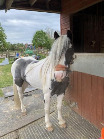 Image 1 of 12.2 Cob Gelding for share