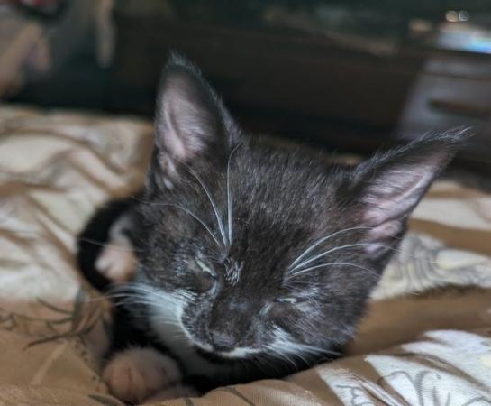 Image 3 of Beautiful female kitten black and white