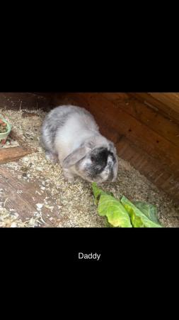 Image 16 of READY NOW Pure Mini Lop Babies,