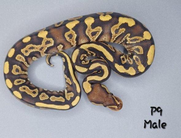Image 20 of Various Hatchling Ball Python's CB23 - Availability List