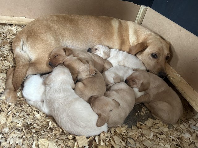 Preview of the first image of KC reg Labrador puppies.