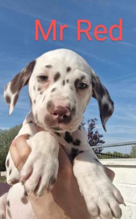Image 14 of Dalmatian puppies, liver and white, full hearing, kc Reg