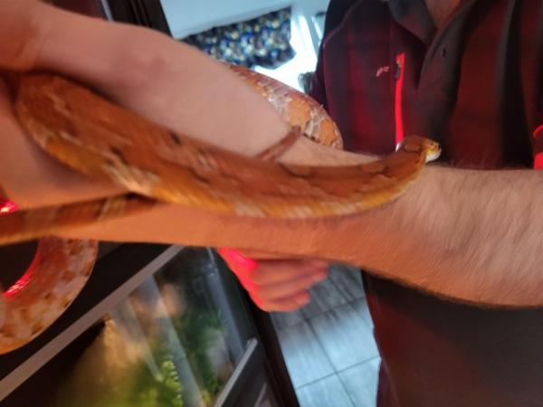 Image 4 of Beautiful corn snake, believed to be male