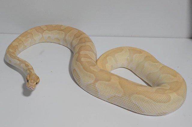 Image 5 of Adult Female Banana Butter Enchi Yellowbelly