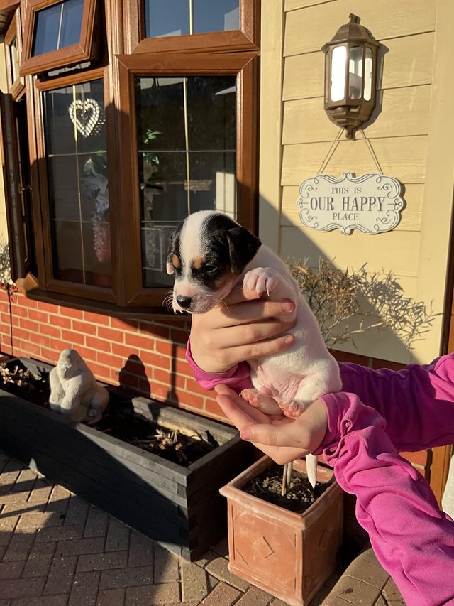 Parson Jack Russell puppy’s — photo 3 of 4