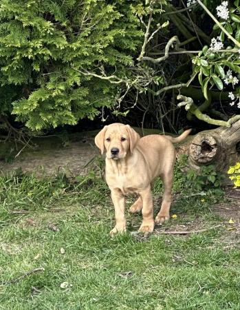 Image 26 of Gorgeous KC registered fox red Labrador puppies