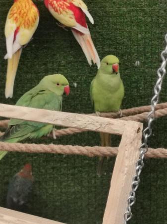 Image 1 of Beautiful ringneck parakeets parrot available