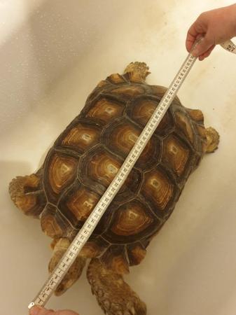 Image 2 of Large Sulcatta Tortoise. Hatched 2011