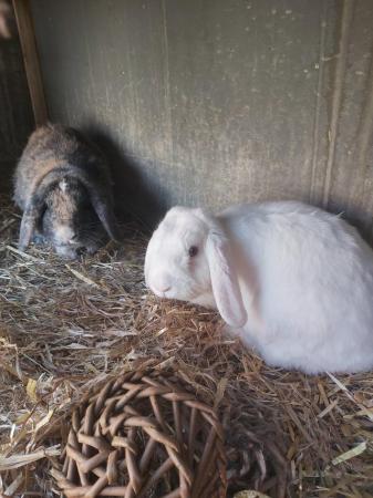 Image 3 of Varrious rabbits available , from 20pounds
