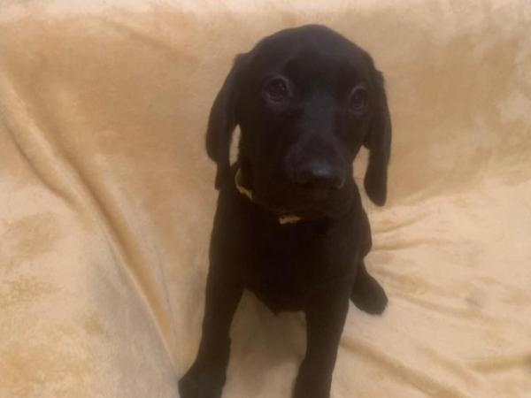 Image 11 of Quality KC Registered Health Tested Parents Labrador Puppies