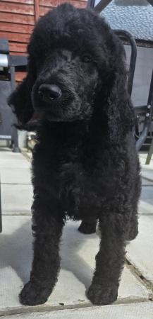 Image 6 of Ready now Standard poodle puppies