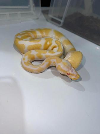 Image 5 of Variety morph ball pythons male & female
