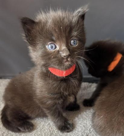 Image 1 of ADORABLE MIXED BREED KITTENS TO RESERVE