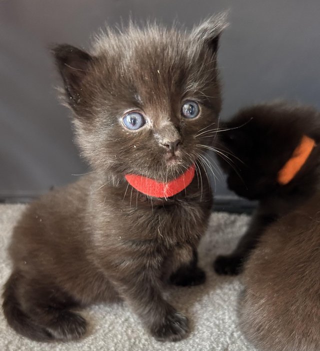 Preview of the first image of ADORABLE MIXED BREED KITTENS TO RESERVE.