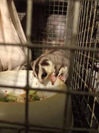 Image 9 of 2 WHITE FACED SUGAR GLIDERS